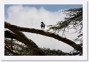 07IntoNgorongoro - 109 * Juvenille Long-crested Eagle.